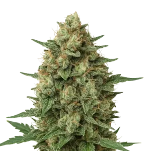 Grape Ape Auto