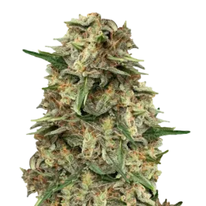 Grape Ape