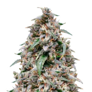Grease Monkey