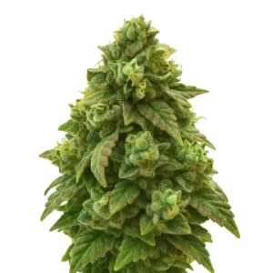 Green Crack Auto