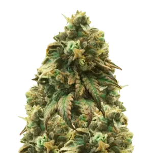 Green Crack