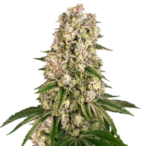 Hash Plant