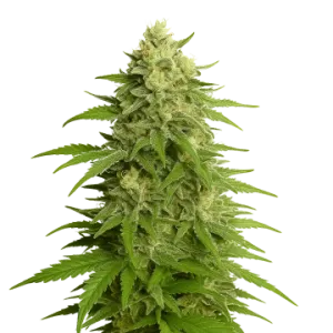Haze Auto