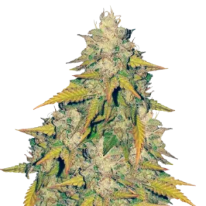 Headband