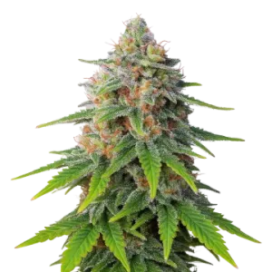 Hellfire OG Auto