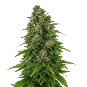 Hindu Kush Auto