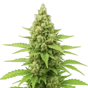 Humboldt Auto