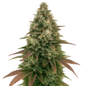 Ice Cream Cake Auto