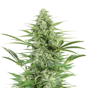 Island Sweet Skunk