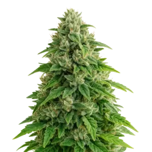 Jack Herer Auto