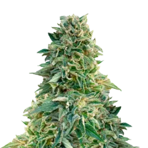 Jack Herer
