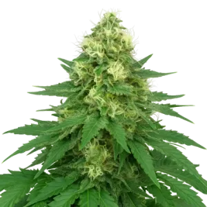 Jack Widow Auto