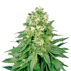 Jack Widow Auto