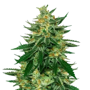 Jet Fuel