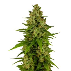 Kiwi Kush Auto