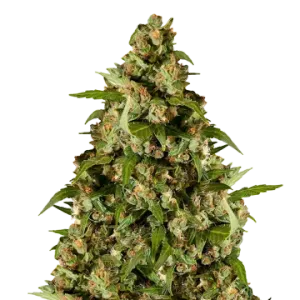 Kiwi Kush
