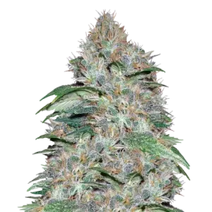 LA Confidential