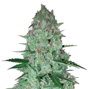 Larry OG