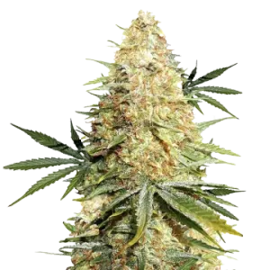 Legend OG