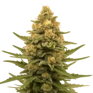Lemon Auto