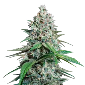 Lemon Cherry Gelato