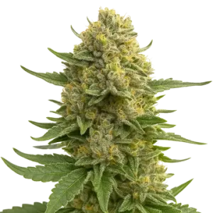 Love Potion Auto