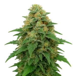 Lowryder Auto