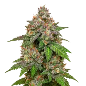 LSD Auto
