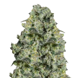 MAC 1