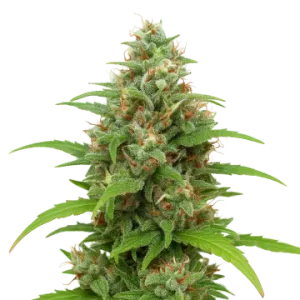 Magnum Auto