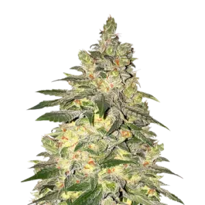 Mamba Negra CBD