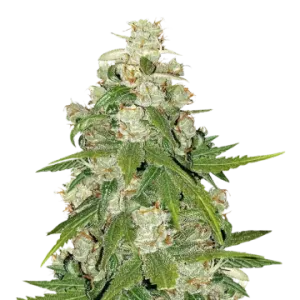 Mamba Negra CBG