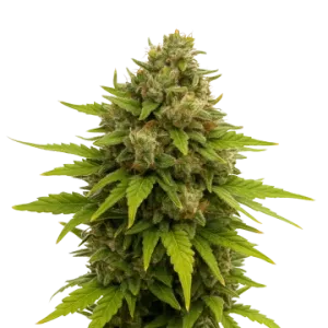 Maui Waui Auto