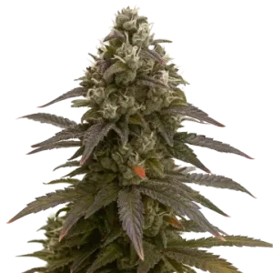 Mimosa Auto