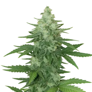 Moonshine Cookies Auto