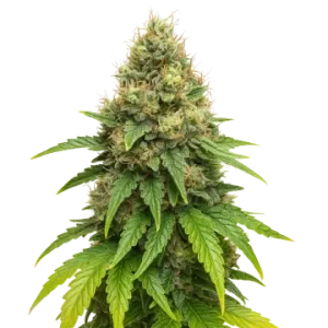 Northern Lights X Big Bud Auto