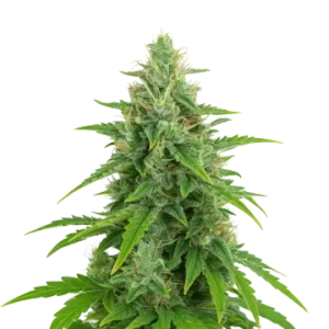 OG Kush Auto