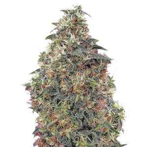Panama Red