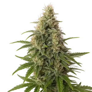 Peanut Butter Breath Auto