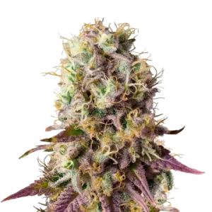 Pinkman Goo