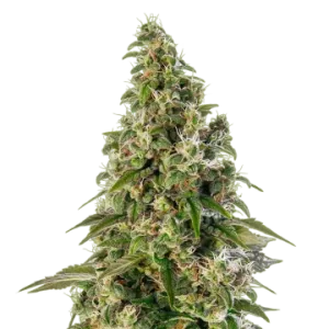Platinum Cookies