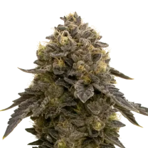 Purple Gelato Auto