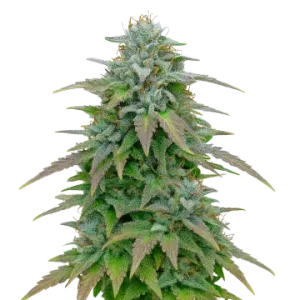 Purple Haze Auto