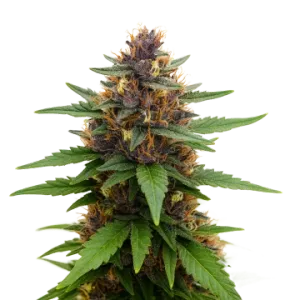 Purple Kush Auto