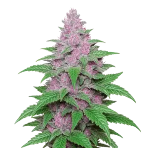 Purple Lemonade Auto