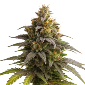 Purple Punch Auto