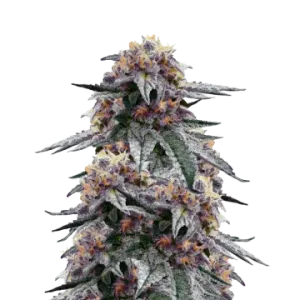 Purple Urkle