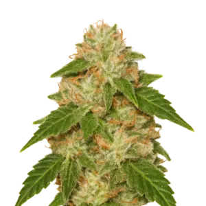 Rainbow Auto