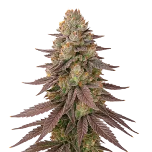 Red Devil Auto