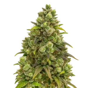 Sexxpot Auto